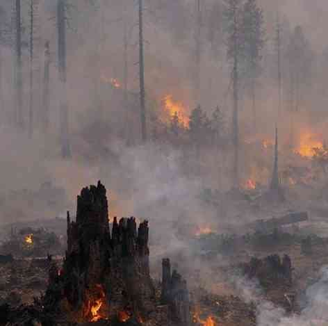 Recent Data and Facts in Forest Fire Management